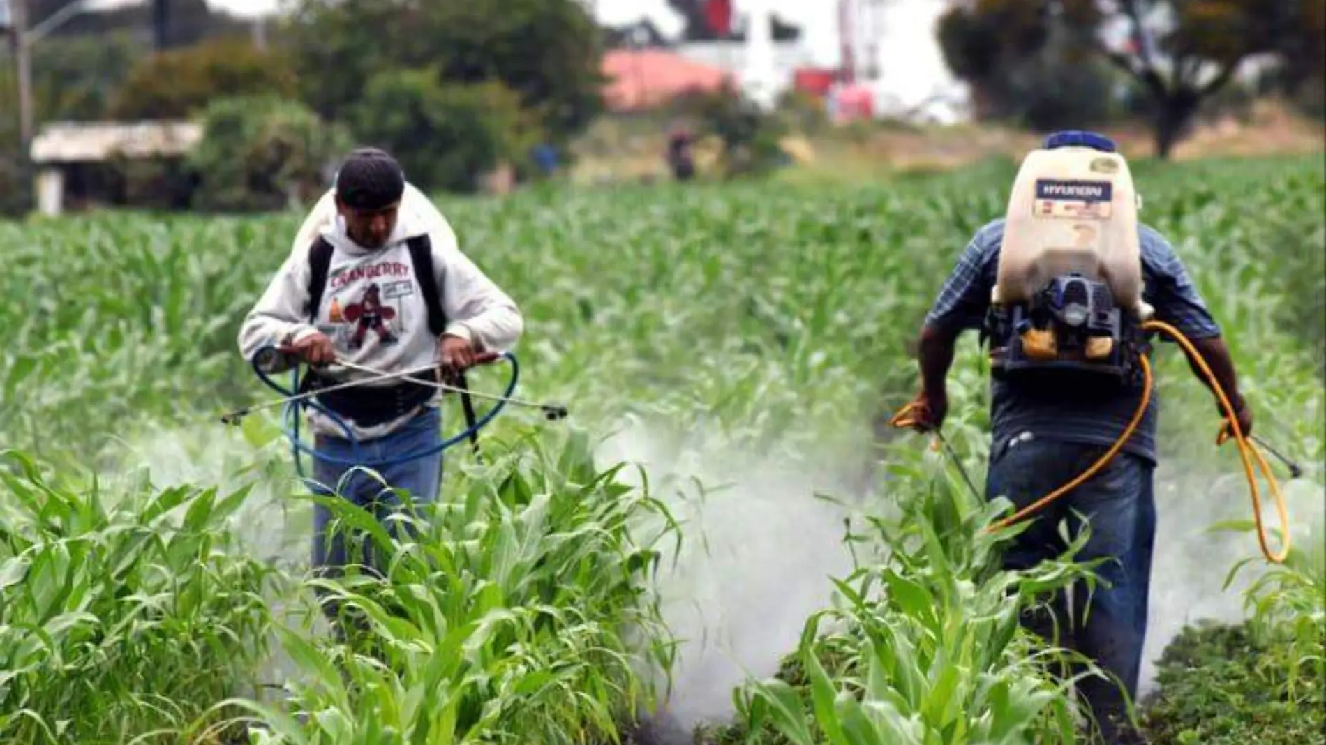 pesticidas-en-cultivos  (3)